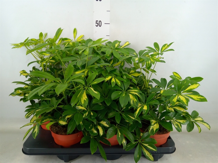 <h4>Schefflera arbor. 'Gerda'</h4>