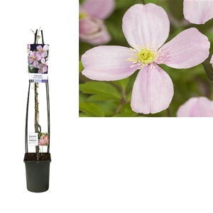 Clematis montana 'Rubens' +light label