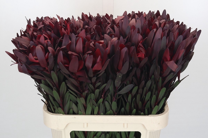 <h4>Leucadendron Saf Sunset Dark Red</h4>