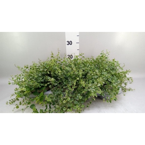 Ficus pumila 'White Sunny'