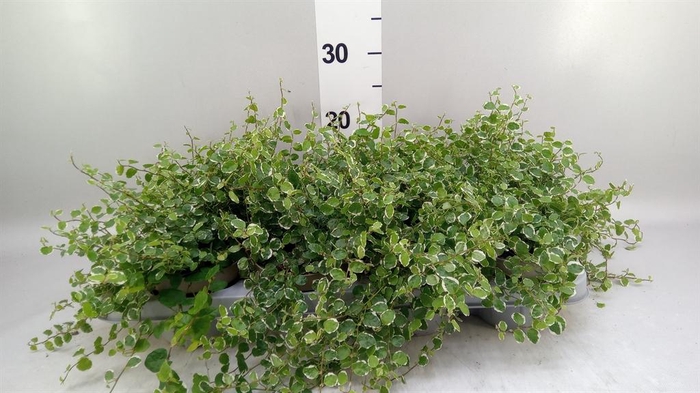 <h4>Ficus pumila 'White Sunny'</h4>
