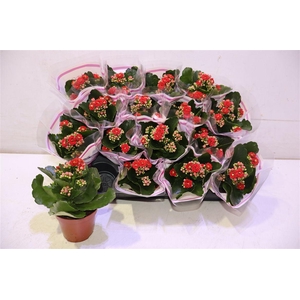 arr8 Kal Ge Rubio Red