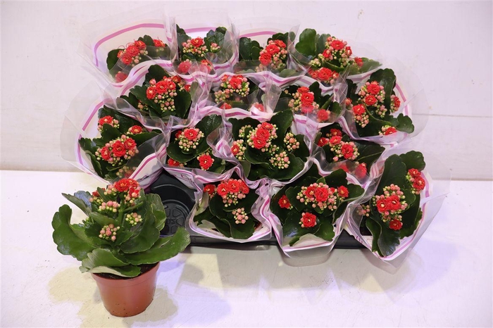 <h4>arr8 Kal Ge Rubio Red</h4>