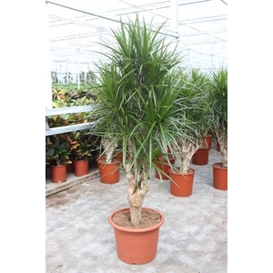 Dracaena marginata