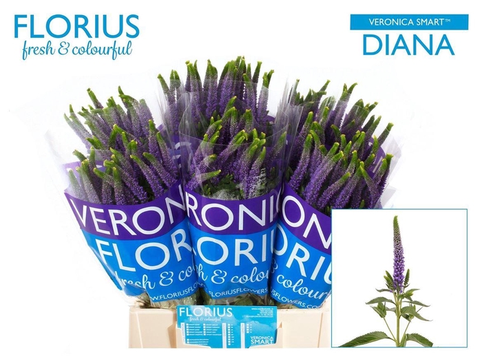 <h4>Veron Smart Diana</h4>