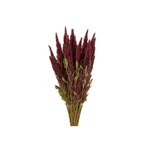Dried Amaranthus X5 Red Bunch