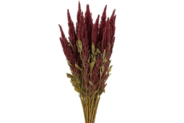 Dried Amaranthus Red Bunch