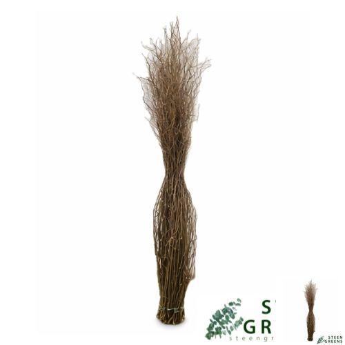 <h4>SALIX OV BS</h4>