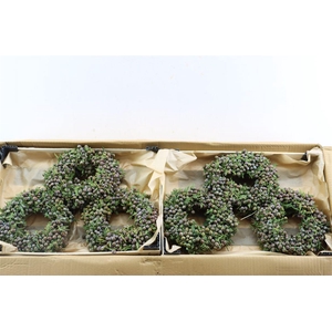 Wr Sierfruit Juniperus Red 20cm