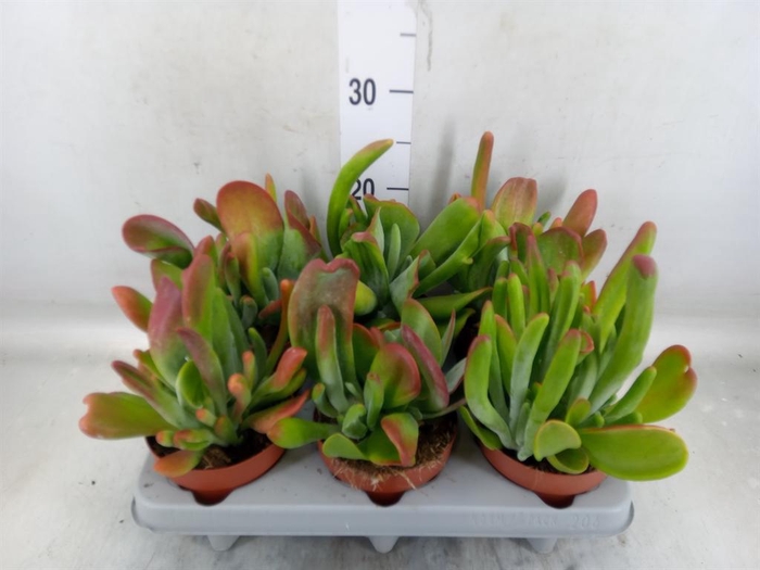 <h4>Kalanchoe NF   ...</h4>