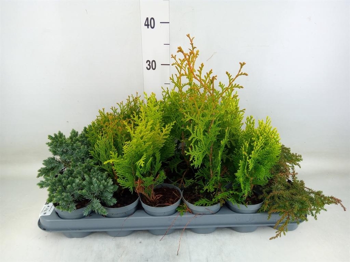 <h4>Conifers   ...mix</h4>