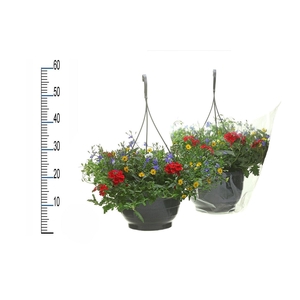 OVERIGE HANGPLANTEN
