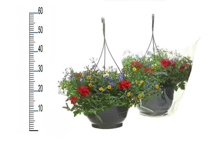 <h4>OVERIGE HANGPLANTEN</h4>