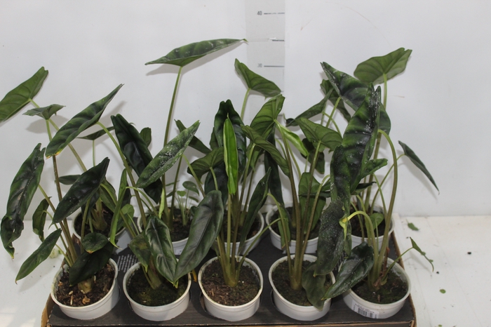 <h4>ALOCASIA VENUSTA P12</h4>