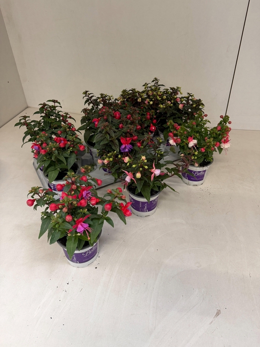 <h4>FUCHSIA B F GEM</h4>