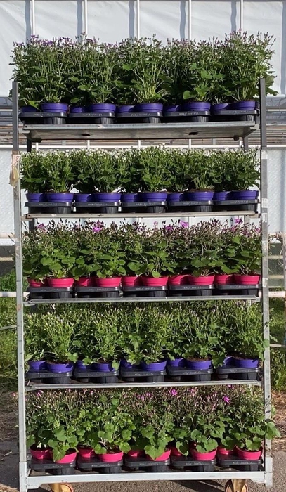 <h4>PERI C SEN GEM</h4>