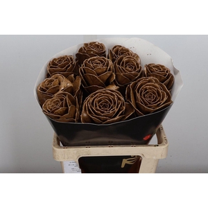 Snijgroen Brass Klb H