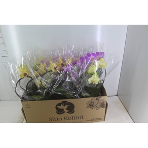 PHALAENOPSIS CORACAO P12