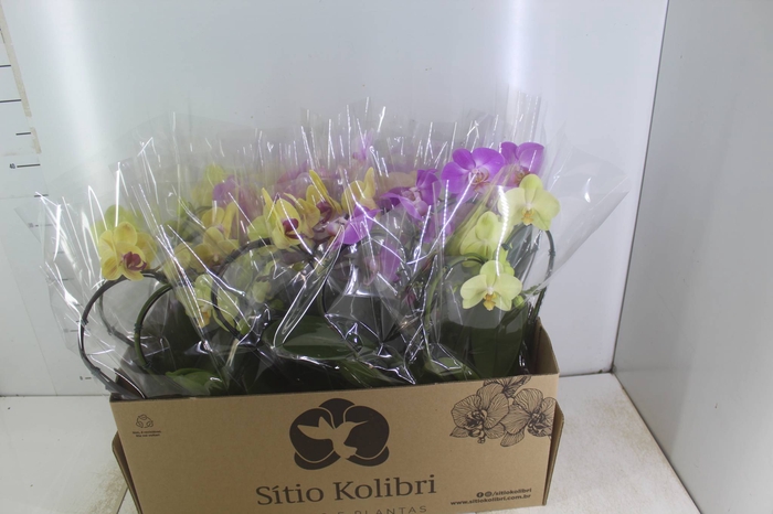 <h4>PHALAENOPSIS CORACAO P12</h4>