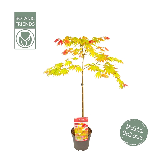 <h4>Acer shirasawanum 'Moonrise' ®</h4>