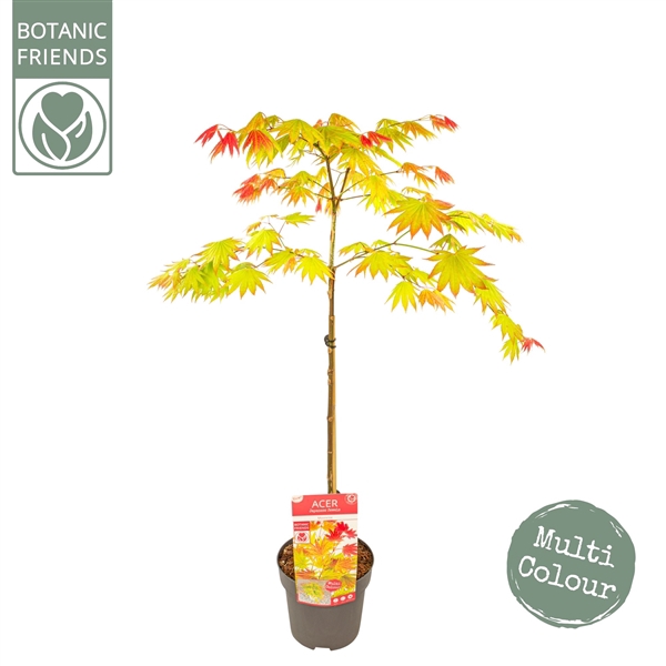 <h4>Acer shirasawanum 'Moonrise' ®</h4>