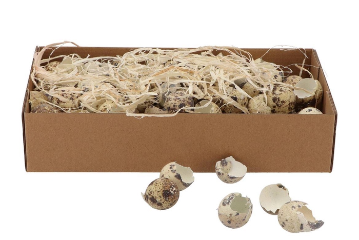 <h4>Egg Quail Shells Natural Per Box</h4>