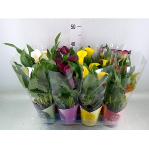 Zantedeschia   ...mix