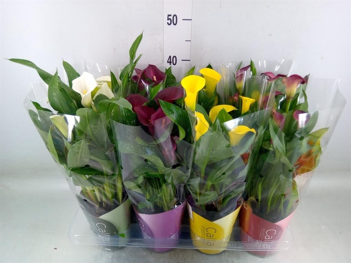 <h4>Zantedeschia ...mix</h4>