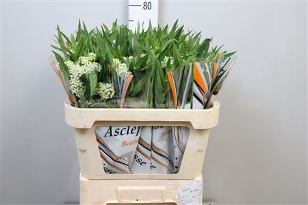 <h4>Ascl Inc Ice Ballet</h4>