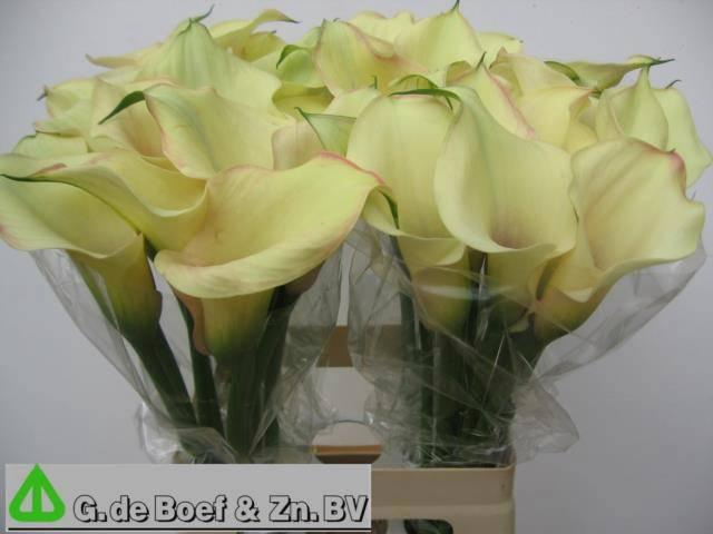 <h4>ZANT CAPT ROSETTE</h4>