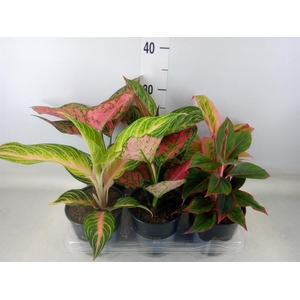 Aglaonema   ...