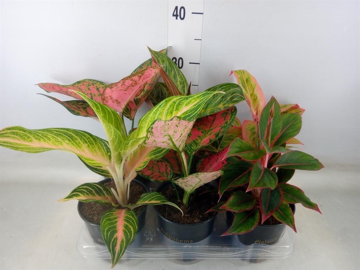 <h4>Aglaonema   ...</h4>