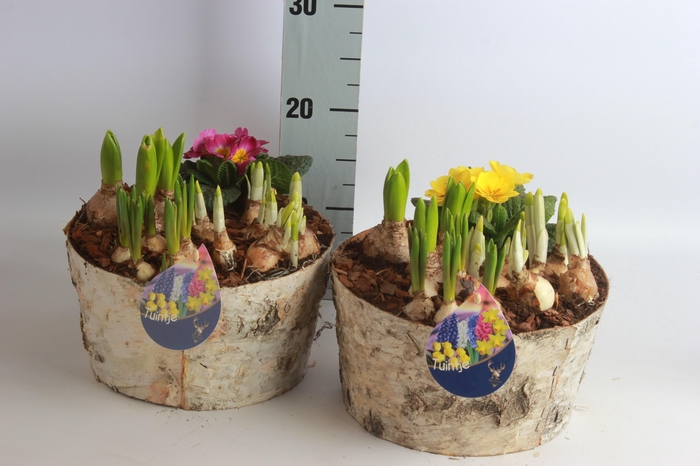 <h4>ARR BOL KNOLGEWAS</h4>