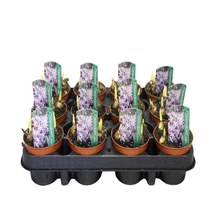 Bol op pot Chionodoxa