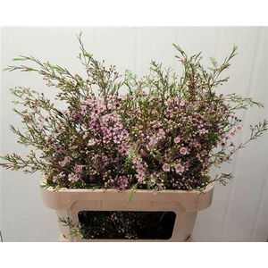 Chame Un Majest Pink