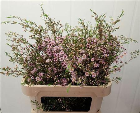 <h4>Chame Un Majest Pink</h4>