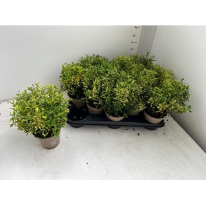 EUONYMUS JA M AUREOV