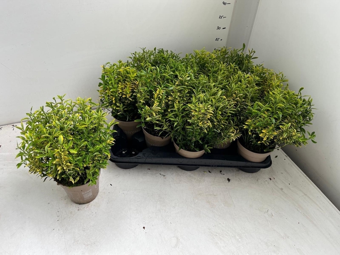<h4>EUONYMUS JA M AUREOV</h4>