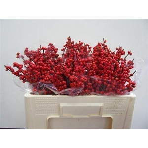 ILEX VERT. 50CM