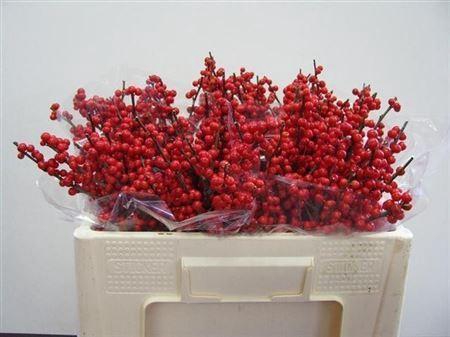 <h4>ILEX VERT. 50CM</h4>