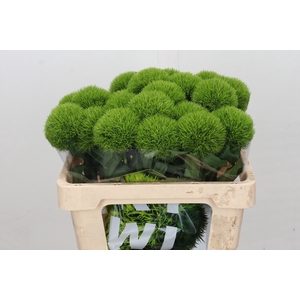 Dianthus Br Kiwi Mellow XXL