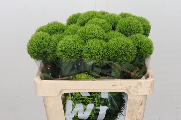 Dianthus Br Kiwi Mellow XXL