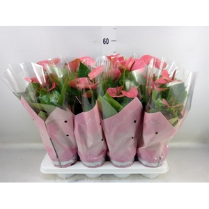 Anthurium andr. 'Sweet Dream'