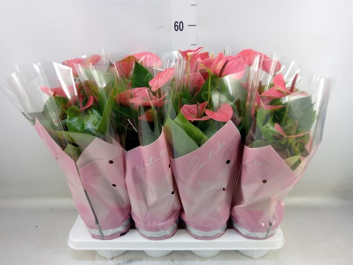 <h4>Anthurium andr. 'Sweet Dream'</h4>