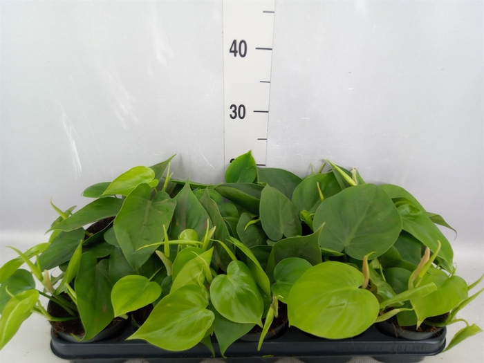 <h4>Philodendron scand.</h4>