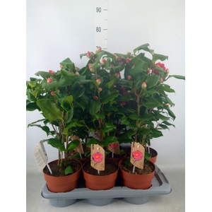 Camellia japonica 'Dr King'