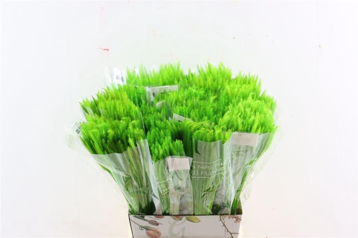 <h4>Dried Silk Worms Extra Green Bunch</h4>