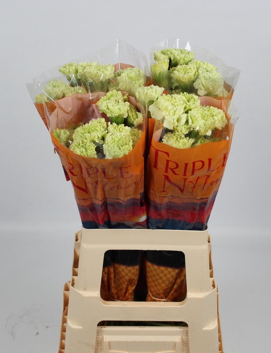 <h4>DI ST GOBLIN</h4>