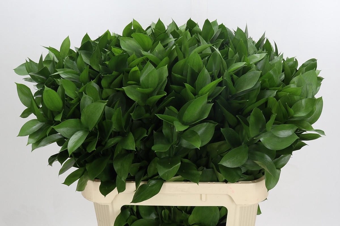 <h4>Ruscus Hypophyllum</h4>