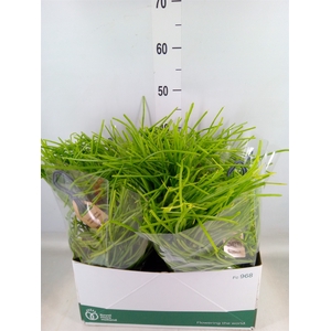Rhipsalis   ...